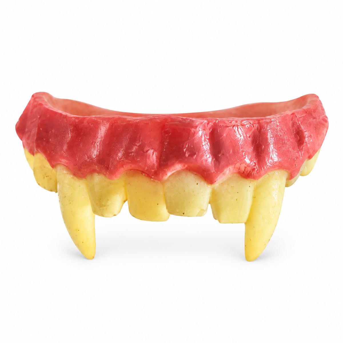Dentier de vampire avec gencive rose-rouge, dents jaunies et deux longues canines